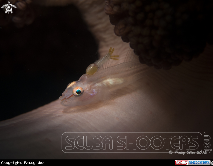 A Soft Coral Ghostgoby