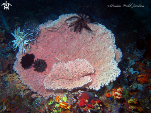 A Sea fan and Crinoid Stars