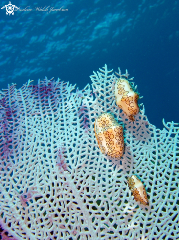 A Cyphoma gibbosum | Flamingo Tongue