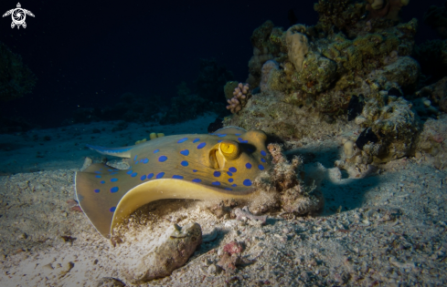 A Blue Spotted Stingray