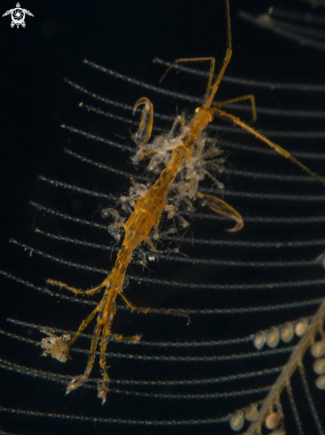 A Skeleton Shrimp