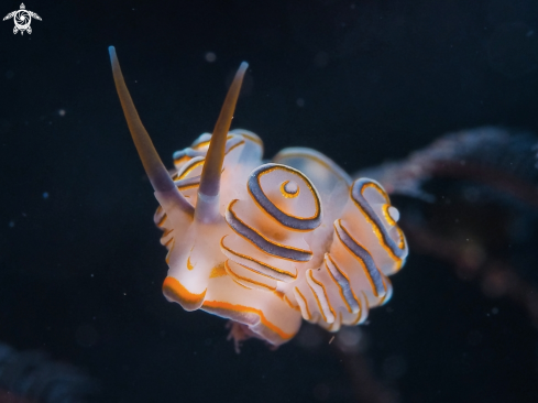 A Nudibranch