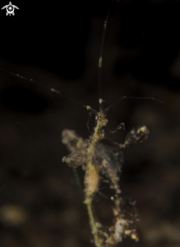 A Caprellidae | Skeleton Shrimp 