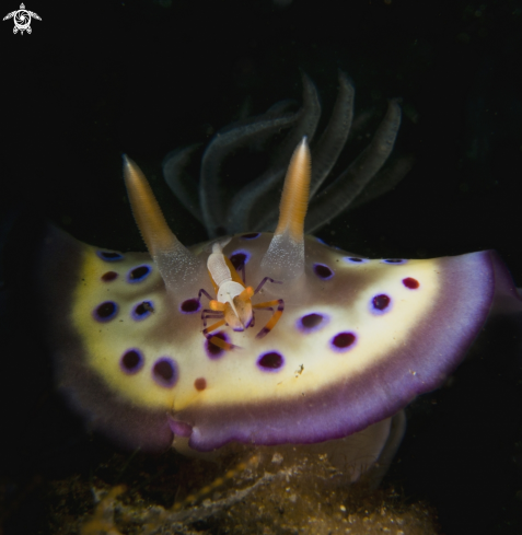 A Emperor Shrimp on Chromodris kunei Nudibranch 