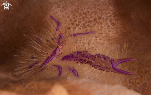 A Hairy Squat Lobster