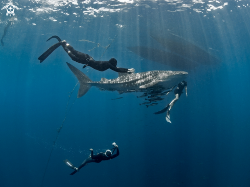 A Rhincodon typus | Whale Shark