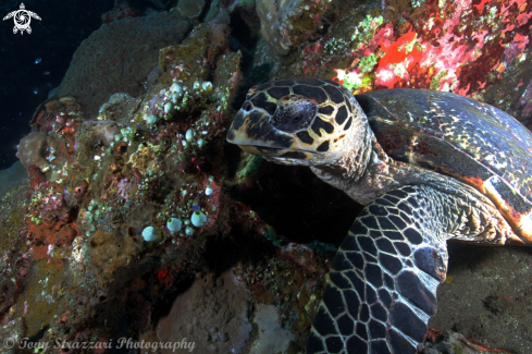 A Eretmochelys imbricata | Hawksbill Sea Turtle