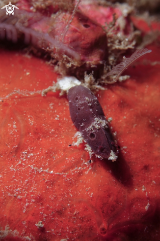A please advise | Cryptic sponge shrimp?