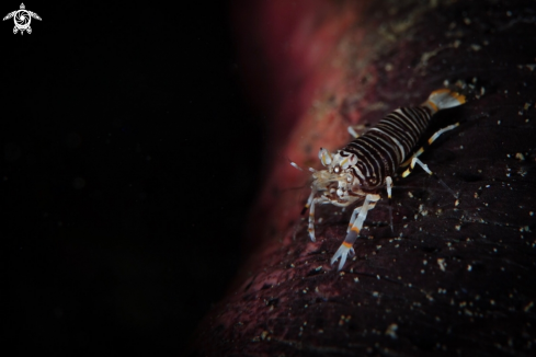 A Gnathophyllum americanum | Bumblebee shrimp