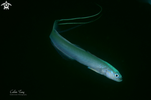 A Ptereleotris hanae | Blue Hana Goby