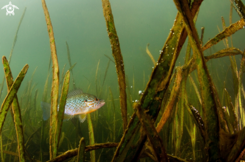 A Lepomis gibbosus | pumpkinseed