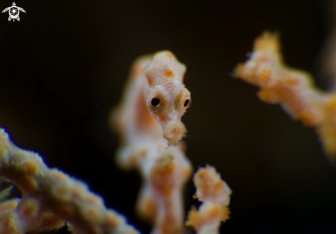 A Denise Pygmy Seahorse