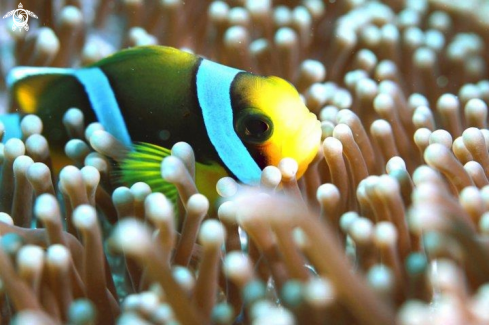 A Clownfish