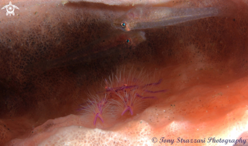 A Lauriea siagiani | Hairy Squat lobster