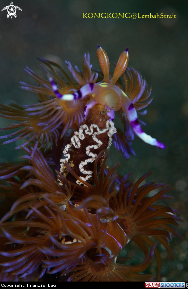 A Nudibranch with eggs