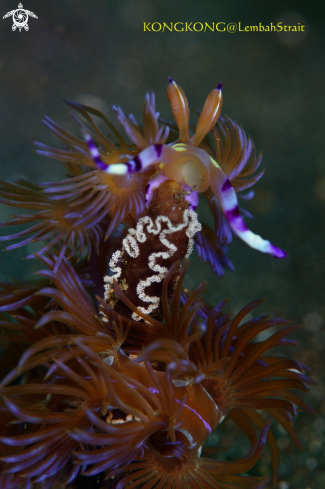 A Nudibranch with eggs