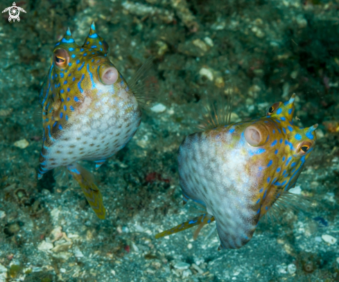 A Longhorn Cowfish