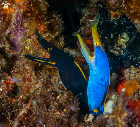 A Blue Ribbon Eel