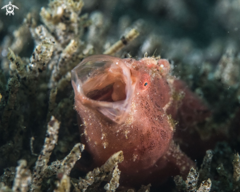 A Painted frogfish