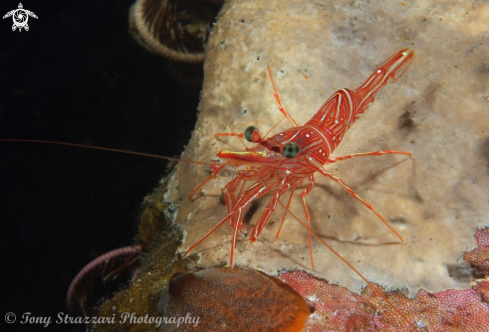 A Dancing Shrimp