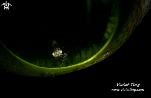 A Shrimp in Tunicate