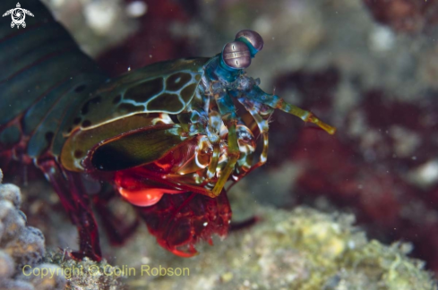 A mantis shrimp