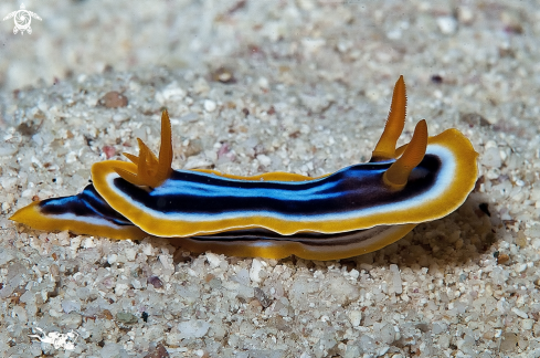 A Chromodoris quadricolor | 