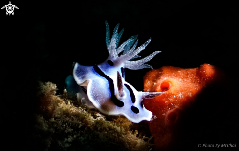 A Chromodoris willani | Willian's chromodoris