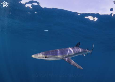 A Blue Shark