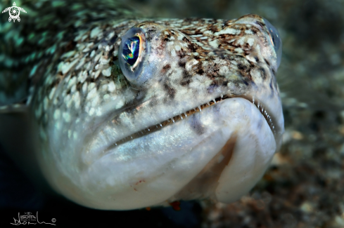 A pesce lucertola (Synodus saurus)