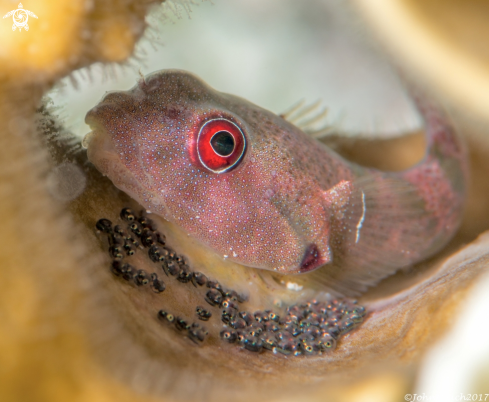 A Papillate Clingfish