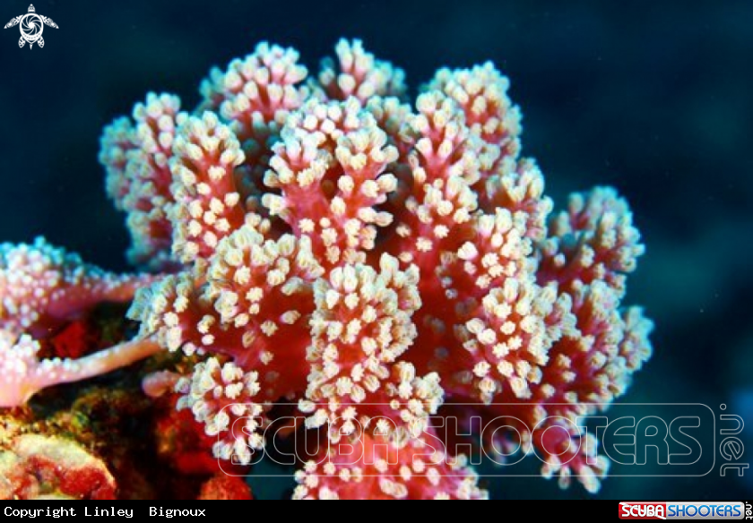 A Soft Coral 
