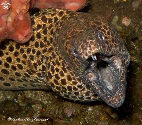 A Moray eel 