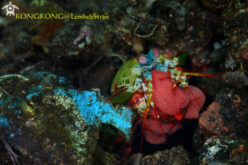 A Peacock Mantis Shrimp