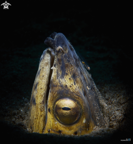 A Snake eel