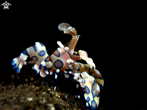 A Harlequin shrimp