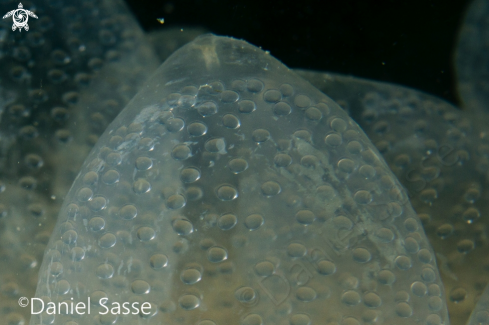A Cephalopod eggs | Cephalopod eggs