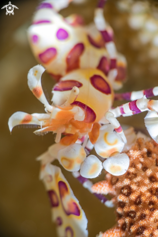 A Harlequin Shrimp