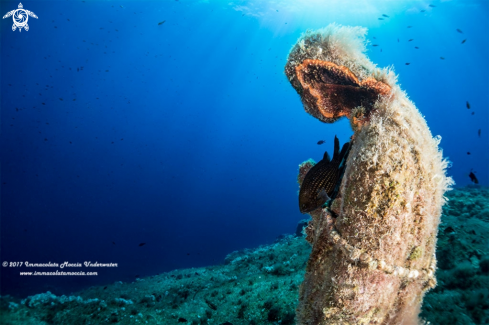 A chromis chromis | A prayer for the dives