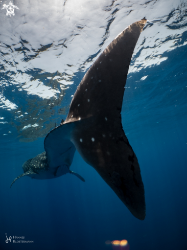 A Whale Shark