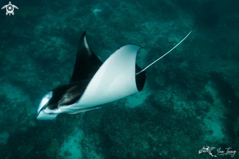 A Manta Ray