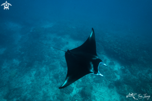 A Manta Ray