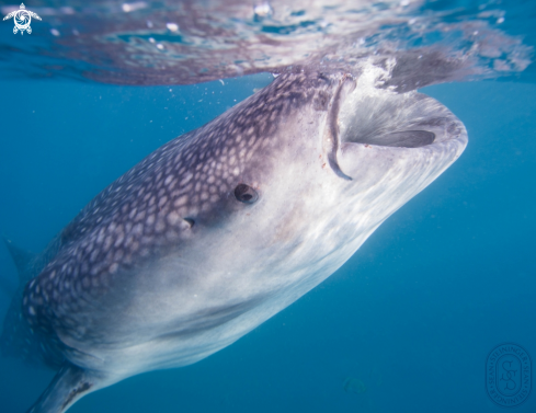 A Whale Shark