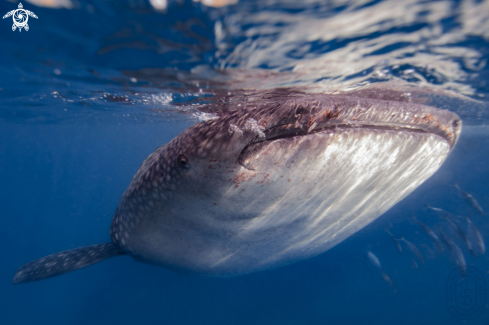 A Whale Shark