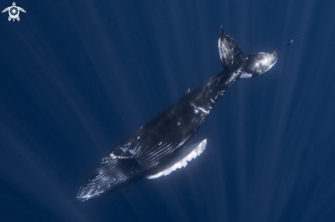 A Humpback Whale Calf