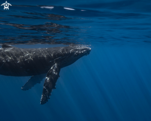 A Humpback Whale Calf