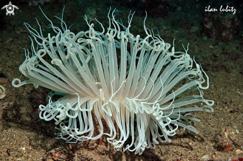 A anemone