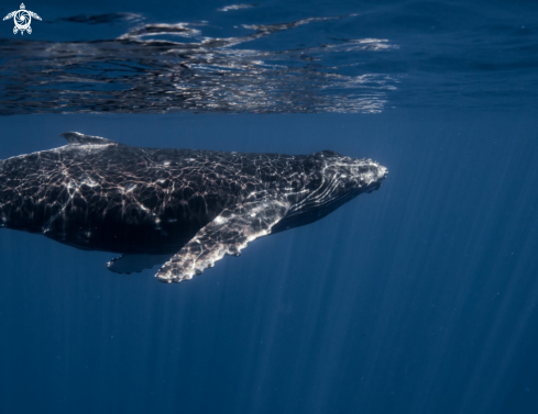 A Humpback Whale