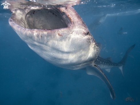 A Whale Shark