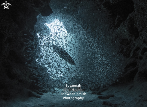 A Menidia menidia | Silversides